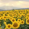 明野のひまわり畑の写真_188456