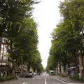 中杉通りの写真_188779