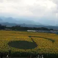 明野のひまわり畑の写真_190061
