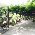 日比谷公園の写真_190101