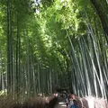 嵐山 竹林の小径の写真_190193