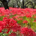 郷土の森公園の写真_1904597