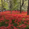 巾着田の写真_1906418