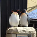 旭川市 旭山動物園の写真_191239