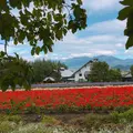 ファーム富田の写真_193586