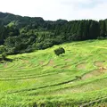 大山千枚田の写真_194385