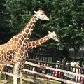 福山市立動物園の写真_199348
