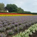 中富良野 ファーム冨田の写真_2024076