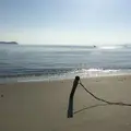 潮干狩り（形原海岸）の写真_202443