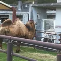 大島公園動物園の写真_202450