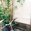 レイン オン ザ ルーフ （rain on the roof）の写真_203278