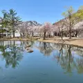 湯沢中央公園【桜の名所】の写真_2034778