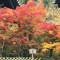 永観堂（禅林寺）の写真_203771