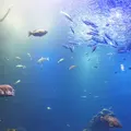 京都水族館の写真_204480