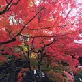 真如堂（真正極楽寺）の写真_204838