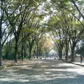 駒沢オリンピック公園の写真_205896