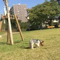 上用賀公園の写真_206053