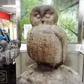 いけふくろうの写真_207599