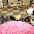 Cat Cafe ねころびの写真_207602