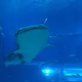 沖縄美ら海水族館の写真_208513