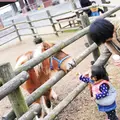 らくのうマザーズ阿蘇ミルク牧場の写真_212081
