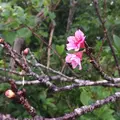 バンナ公園の写真_213671