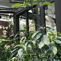 カフェド・ラペの写真_215152