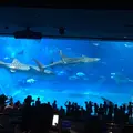 沖縄美ら海水族館の写真_216591