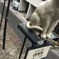 猫町ギャラリーの写真_216716