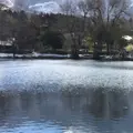 金鱗湖の写真_217494