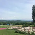 ケンとメリーの木の写真_217535