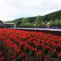 【閉業】彩香の里の写真_217542