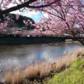 河津川の写真_217781