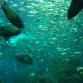 新江ノ島水族館の写真_218162