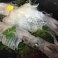 河太郎 呼子店の写真_218248