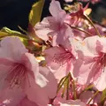 河津桜の写真_218363