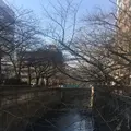 目黒川の写真_218528