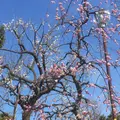 羽根木公園の写真_219714