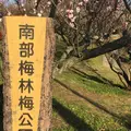 南部梅林の写真_221371