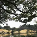 水前寺成趣園の写真_223745