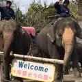 アニマルワンダーリゾウト（市原ぞうの国）の写真_224383