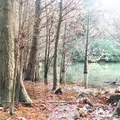 篠栗九大の森の写真_225144