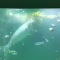 鳥羽水族館の写真_225277