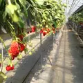 小泉農園ストロベリーショップの写真_225321