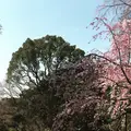 六義園の写真_225844
