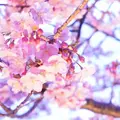 なばなの里の写真_226277