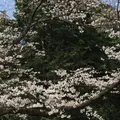 代々木公園の写真_226481