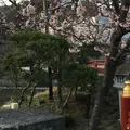 鶴岡八幡宮の写真_226679