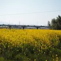 加茂川の写真_226775