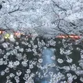 目黒川の桜並木の写真_227180